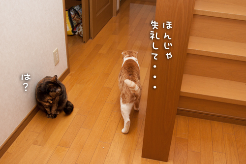 通せんぼ。_d0355333_15271002.jpg