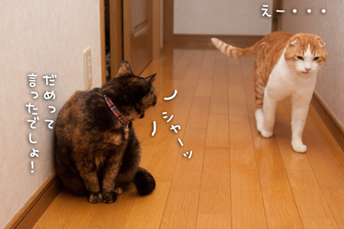通せんぼ。_d0355333_15271013.jpg