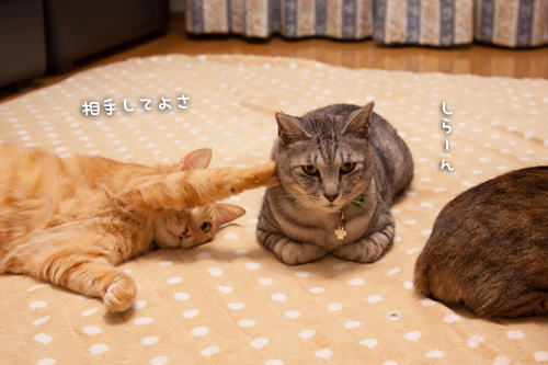 役立たずのボス_d0355333_15271271.jpg