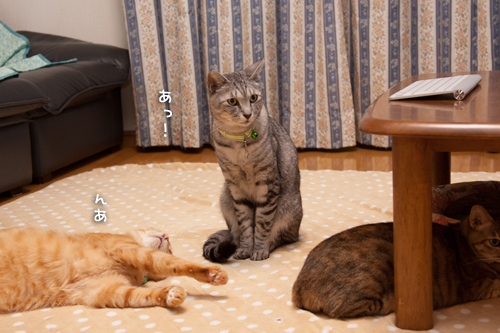 役立たずのボス_d0355333_15271302.jpg