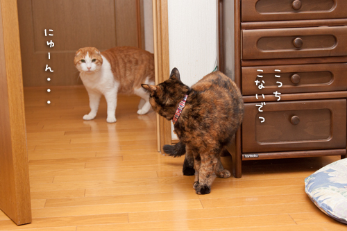 役立たずのボス_d0355333_15271335.jpg