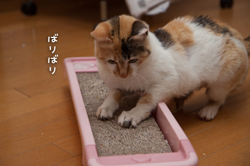 のんちゃん再手術_d0355333_15272415.jpg