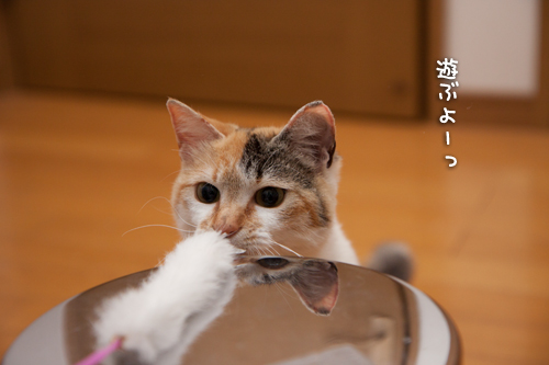 のんちゃん再手術_d0355333_15272469.jpg