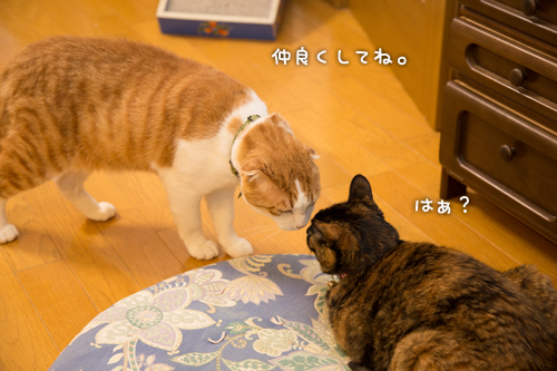対抗策は?_d0355333_15272838.jpg