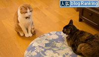 対抗策は?_d0355333_15272893.jpg