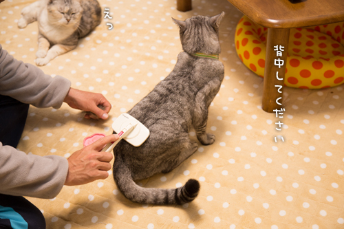 ブラシしましょ!_d0355333_15273003.jpg