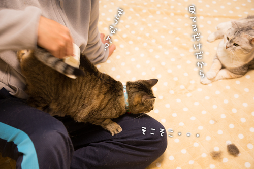 ブラシしましょ!_d0355333_15273029.jpg