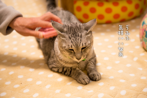 ブラシしましょ!_d0355333_15273130.jpg