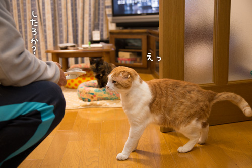 素直になれなくて_d0355333_15273477.jpg