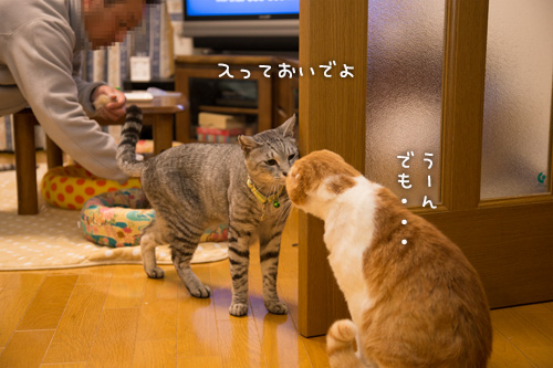 素直になれなくて_d0355333_15273484.jpg