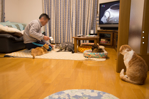 素直になれなくて_d0355333_15273488.jpg