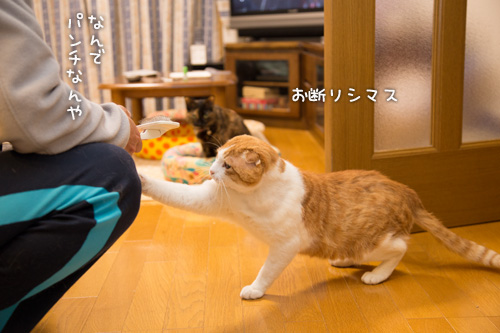 素直になれなくて_d0355333_15273500.jpg