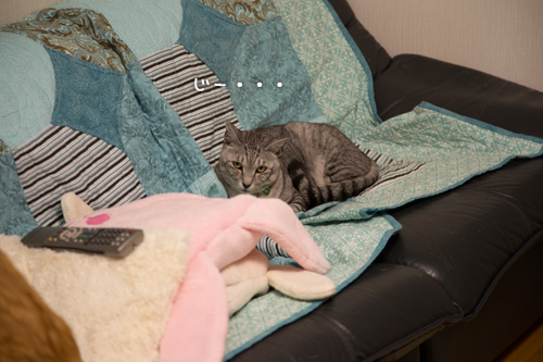 愛されすぎて_d0355333_15273629.jpg