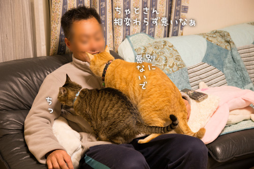愛されすぎて_d0355333_15273687.jpg