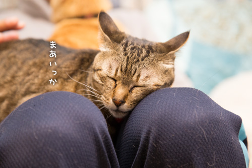 愛されすぎて_d0355333_15273690.jpg