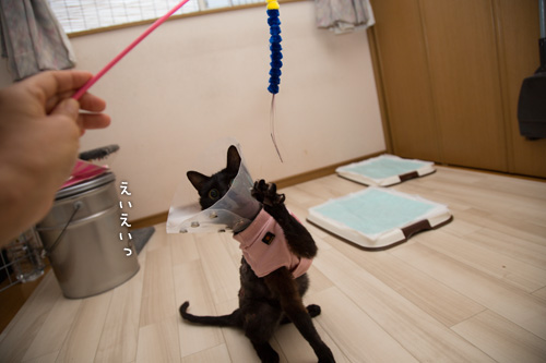 うそはつけないね。_d0355333_15300252.jpg