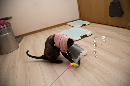 うそはつけないね。_d0355333_15300258.jpg
