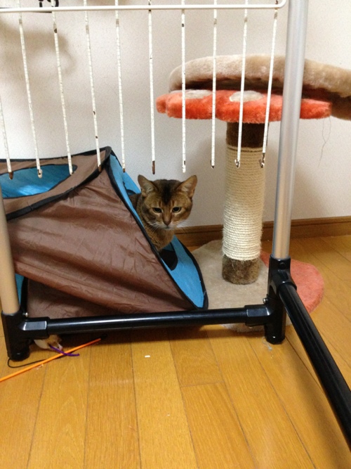 ちい太郎の遊び心。_d0355333_15320691.jpg