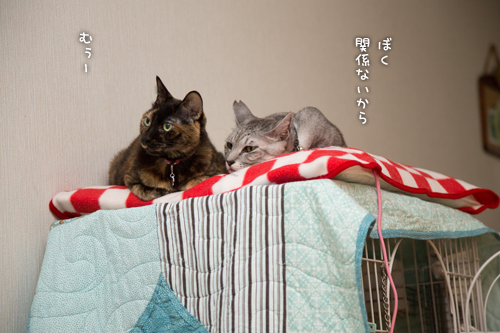 みつきちゃんのくつろぎ場所。_d0355333_15321530.jpg