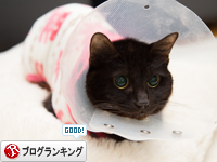 みつきちゃんのくつろぎ場所。_d0355333_15321681.jpg