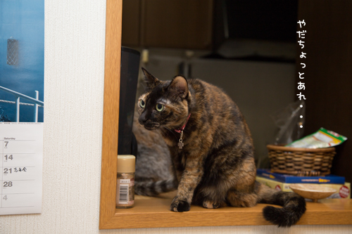 トナカイさん。_d0355333_15322311.jpg