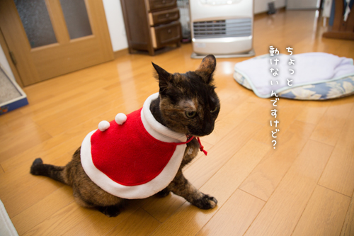 猫サンタがやってきた!_d0355333_15322968.jpg
