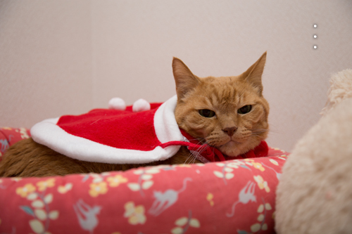 猫サンタがやってきた!_d0355333_15323097.jpg