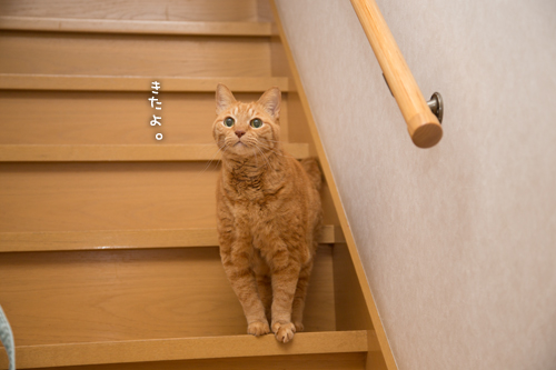 だいたんソロくん。_d0355333_16350315.jpg