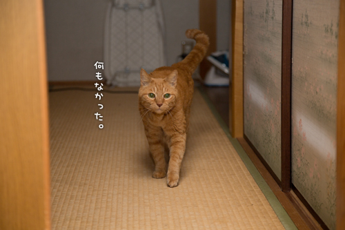 だいたんソロくん。_d0355333_16350388.jpg
