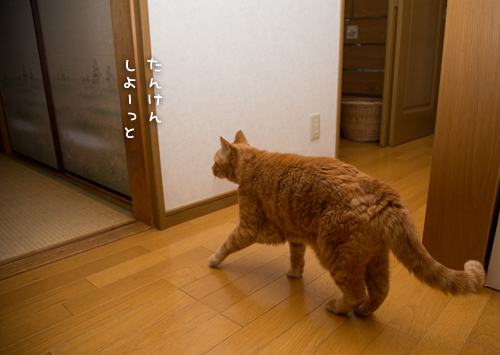 だいたんソロくん。_d0355333_16350397.jpg