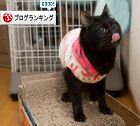 きゅるるんおめめに見つめられて_d0355333_16350420.jpg