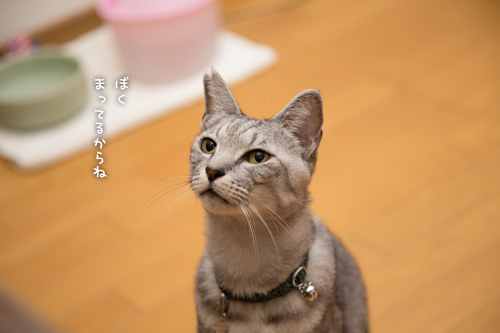 あけましておめでとうございます_d0355333_16350534.jpg