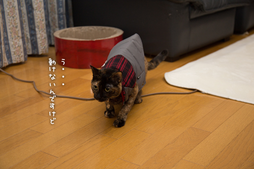 あわないお洋服。_d0355333_16351247.jpg