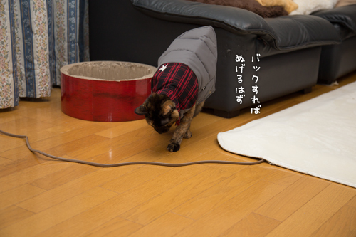 あわないお洋服。_d0355333_16351253.jpg