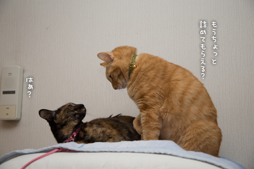ジャイアンちゃとらん_d0355333_16351399.jpg