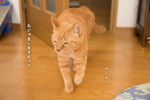 ソロくんの冒険_d0355333_16351529.jpg
