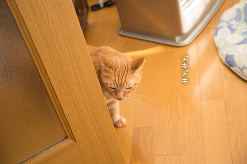 ソロくんの冒険_d0355333_16351530.jpg