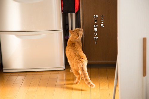 ソロくんの冒険_d0355333_16351594.jpg