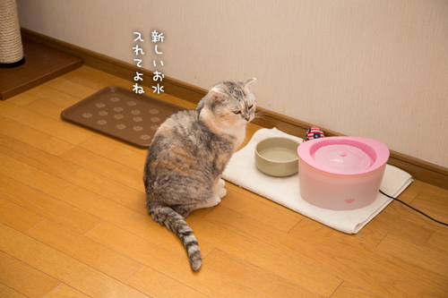 ソロくんの冒険_d0355333_16351662.jpg