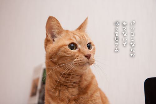 ソロくんはおじゃまむし。_d0355333_16351747.jpg