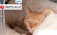 ソロくんのお気に入り_d0355333_16351924.jpg
