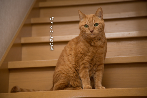 少しずつ。_d0355333_16352297.jpg