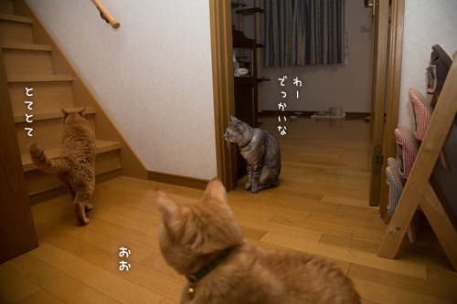 仲良くしようよ!_d0355333_16352307.jpg