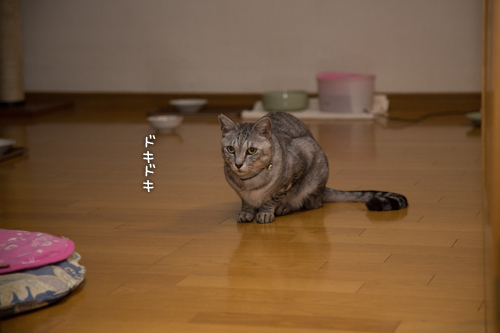 仲良くしようよ!_d0355333_16352342.jpg