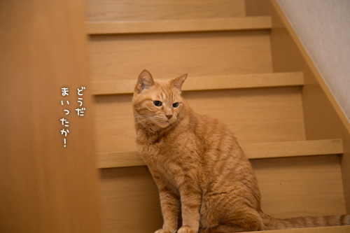 仲良くしようよ!_d0355333_16352436.jpg