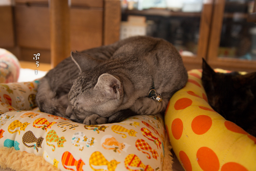 猫ざぶがやってきた_d0355333_16352512.jpg