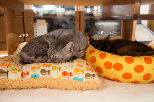 猫ざぶがやってきた_d0355333_16352523.jpg