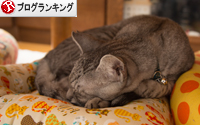 猫ざぶがやってきた_d0355333_16352542.jpg