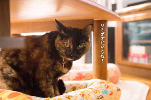 猫ざぶがやってきた_d0355333_16352558.jpg