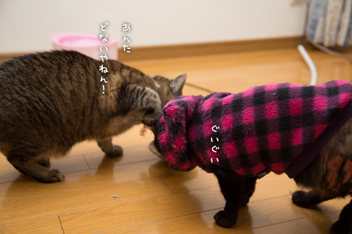 おやつにかぶりつき_d0355333_16352641.jpg
